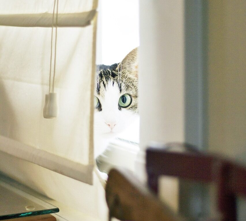 cat, nature, pet, animal, window, curtain